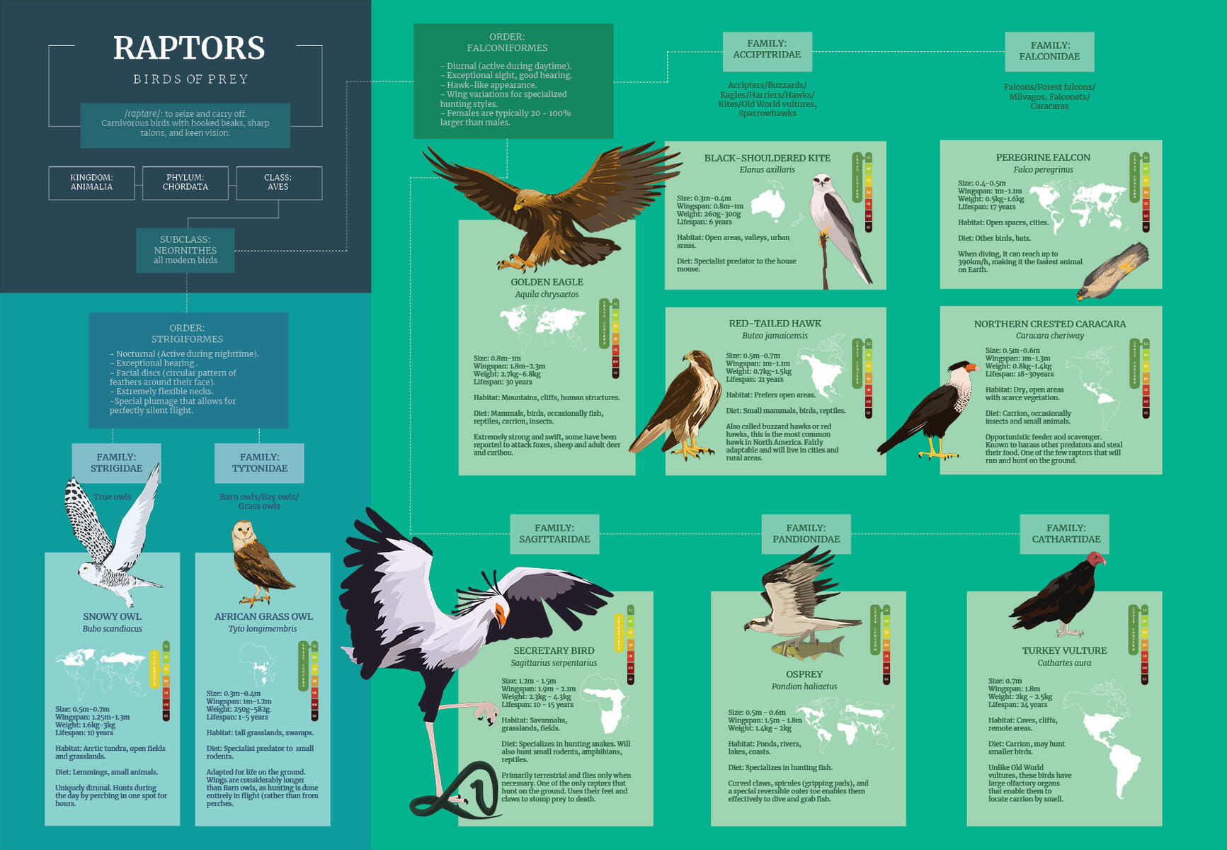 Portfolio: Raptors Infographic